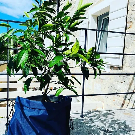 559 * Jelsa (Hvar)